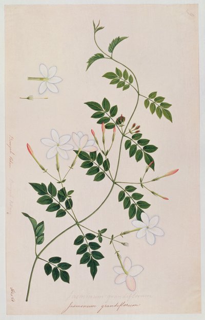 Jasminium grandiflorum, da Disegni di Piante di Malacca, c.1805-18 da Chinese School